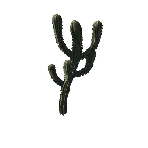 Cactus 02